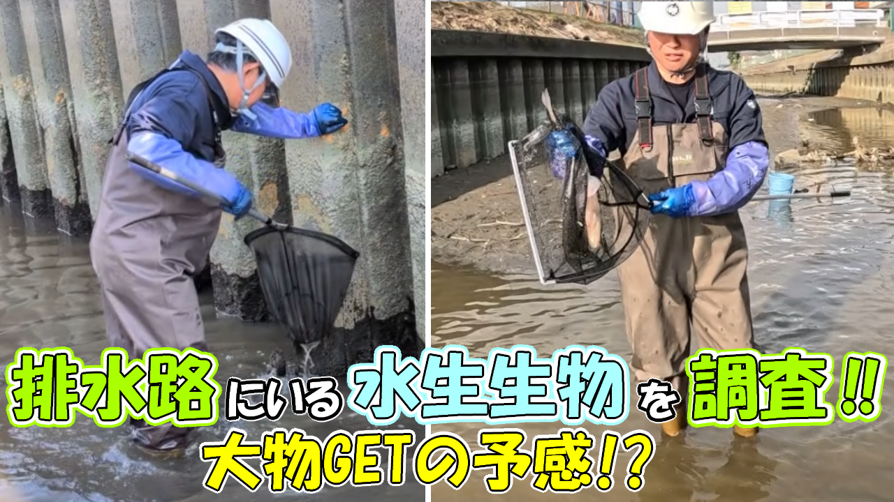 排水路にいる水生生物を調査!!大物GETの予感!?